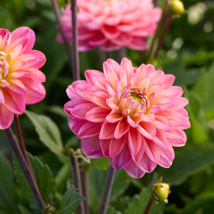 Dahlia Border Melody Allegro 1-pack